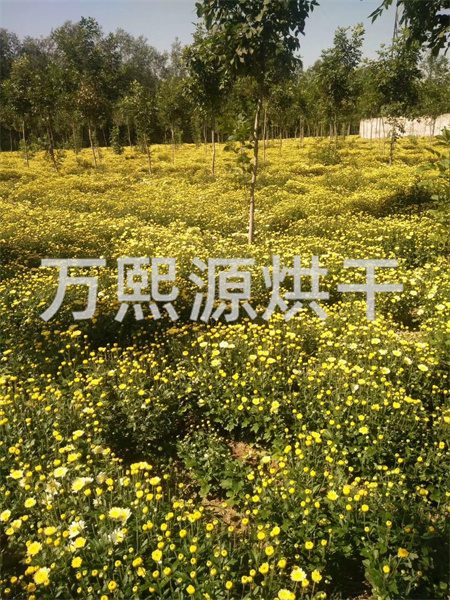 菊花烘干機(jī)